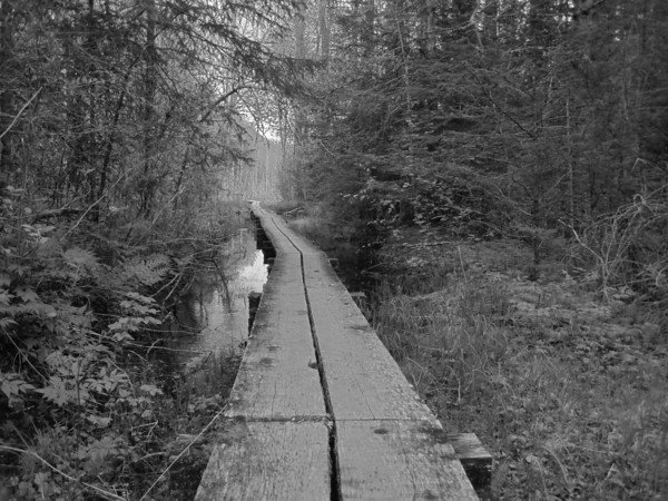 Boardwalk crossing Beaver Pond on the Chilkoot Trail, Alaska