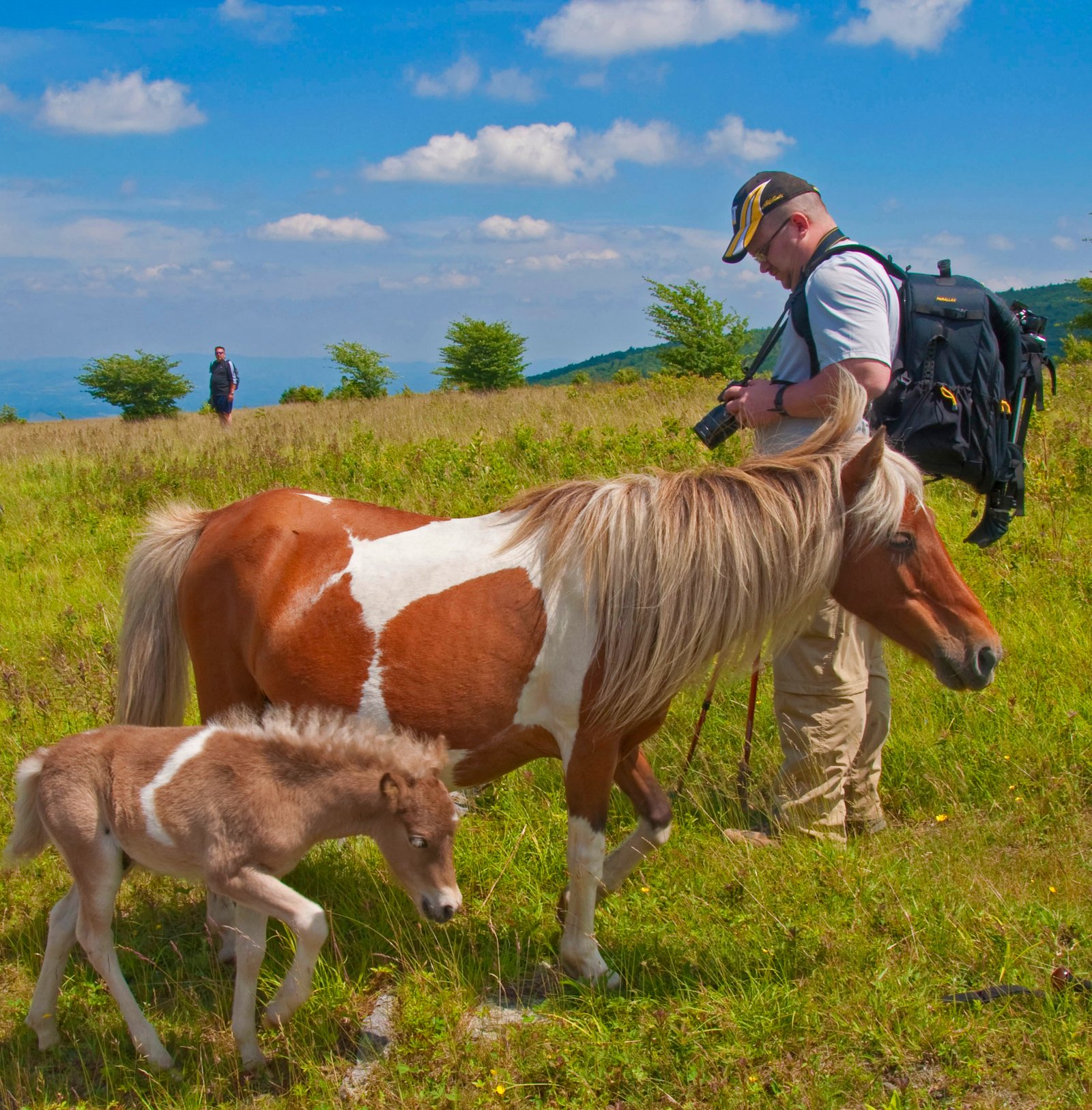 Wild ponies grazing on the balds at Grayson Highlands State Park, Appalachian Trail Virginia