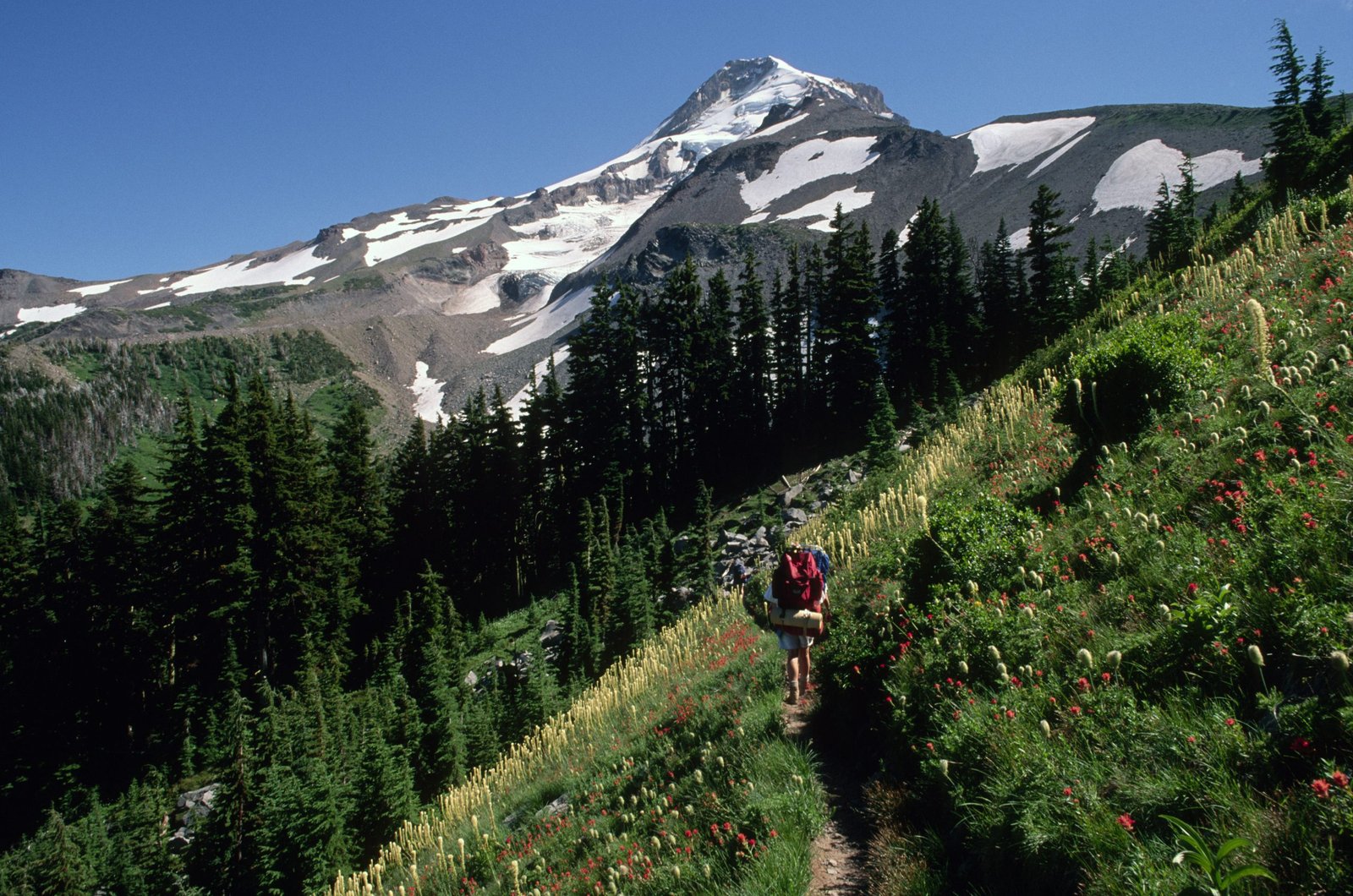 Backpackers near Elk Cove on the Timberline Trail, Mount Hood National Forest
