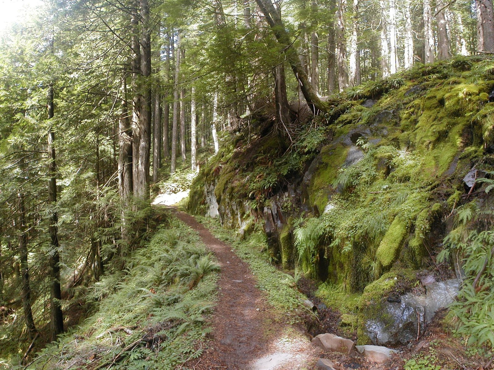 Mount Hood Wilderness near Ramona Falls, Timberline Trail