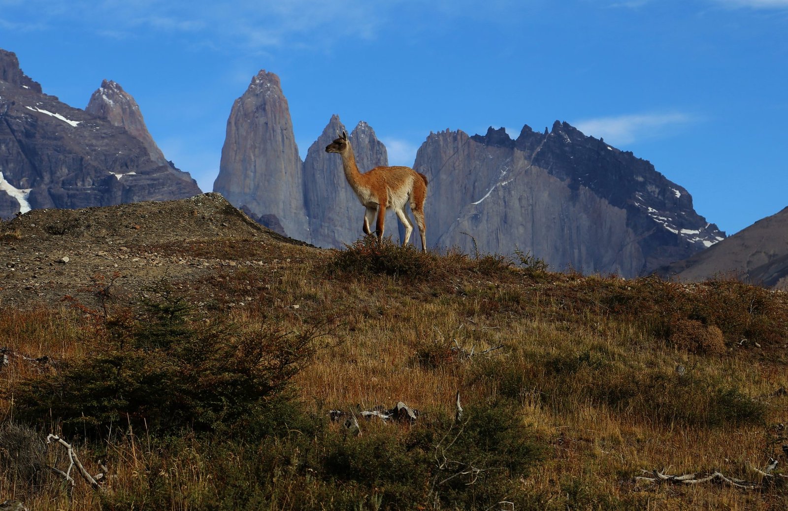 Guanaco grazing on open Patagonian steppe with the Torres del Paine peaks behind
